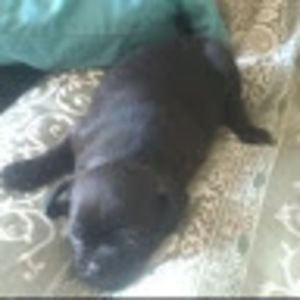 Meet your Posher, Dylan on